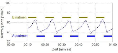Herzfrequenzkurve über eine Minute, die bei jedem Einatmen deutlich ansteigt und bei jedem Ausatmen wieder abfällt